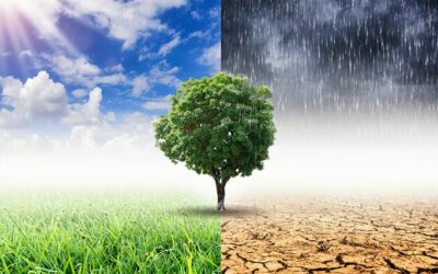 Conditions Climatiques / ASSFAM